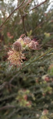 Leucospermum calligerum