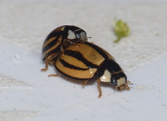 Cheilomenes propinqua