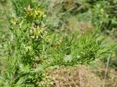 Senecio bipinnatisectus