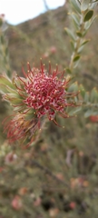 Leucospermum calligerum