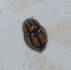 Cheilomenes propinqua