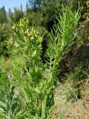 Senecio bipinnatisectus