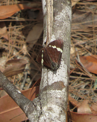 Platagarista macleayi