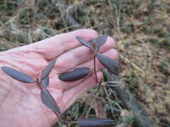 Rhododendron dauricum