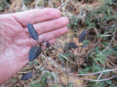 Rhododendron dauricum