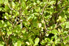 Coprosma foetidissima