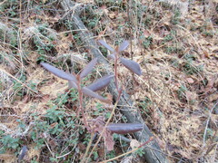 Rhododendron dauricum