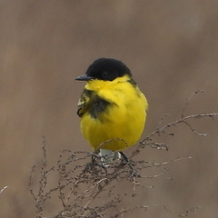 Motacilla flava feldegg