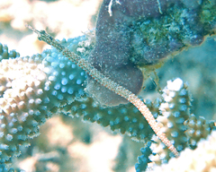 Corythoichthys schultzi