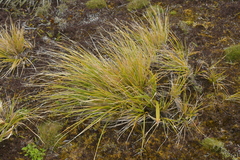 Chionochloa