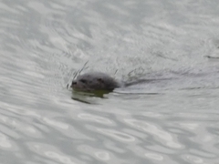 Hydrictis maculicollis