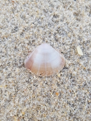 Mactra stultorum