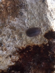 Porcellio dilatatus