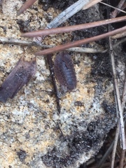 Porcellio dilatatus