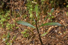 Myrsine salicina