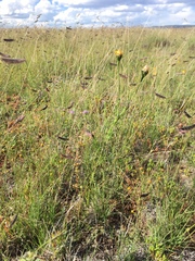 Adenophyllum wrightii