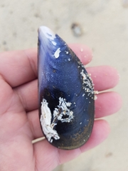 Mytilus edulis