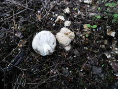 Boletus semigastroideus
