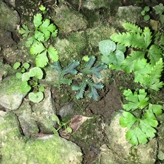 Selaginella erythropus