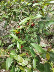 Ochna