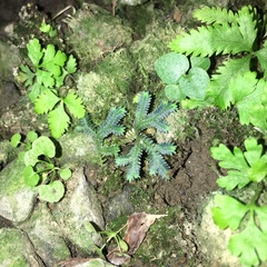 Selaginella erythropus