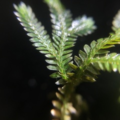 Selaginella erythropus