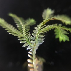 Selaginella erythropus