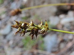 Carex hoodii