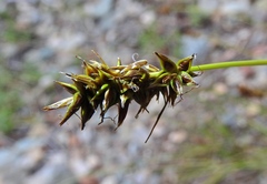 Carex hoodii
