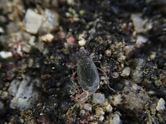 Chlamydatus evanescens