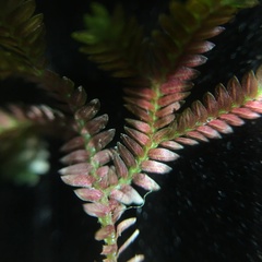 Selaginella erythropus