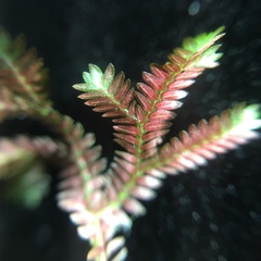 Selaginella erythropus