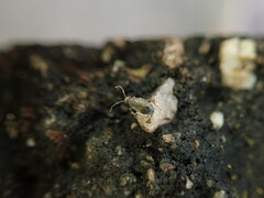 Chlamydatus evanescens