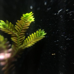 Selaginella erythropus