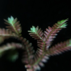 Selaginella erythropus