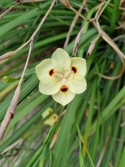 Dietes bicolor
