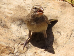 Crithagra albogularis