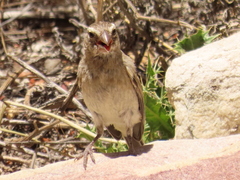 Crithagra albogularis