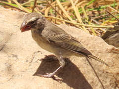 Crithagra albogularis