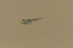 Hyla arborea