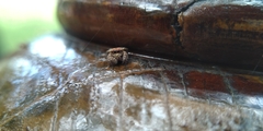 Carrhotus coronatus
