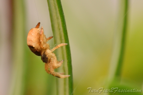 Triangle Spider