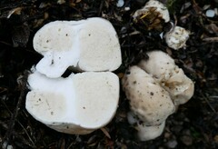 Boletus semigastroideus