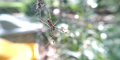 Trichonephila antipodiana