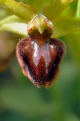 Ophrys sphegodes