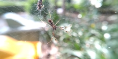 Trichonephila antipodiana