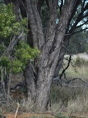 Acacia cambagei