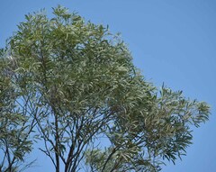 Acacia cambagei