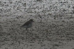 Charadrius bicinctus