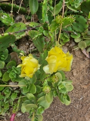 Opuntia stricta